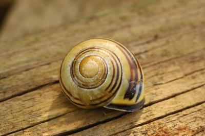 Escargot des haies