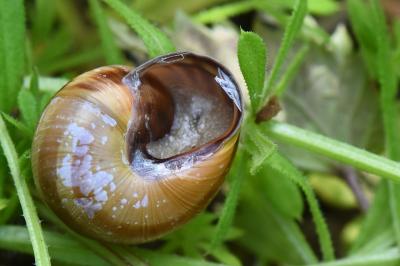 Escargot des haies