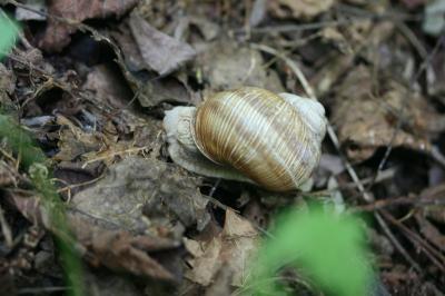 Escargot de Bourgogne