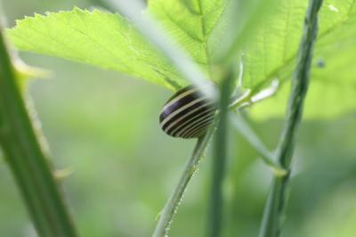 Escargot des haies
