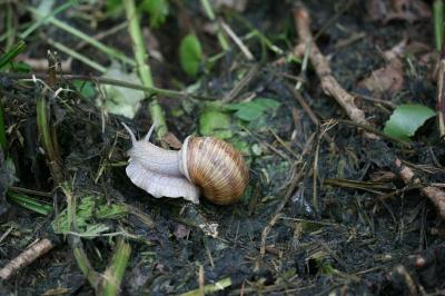 Escargot de Bourgogne