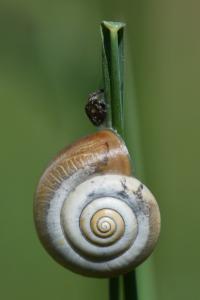 Petit moine
