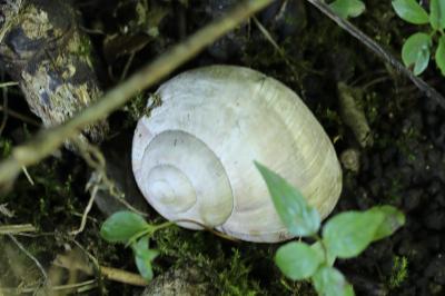 Escargot de Bourgogne