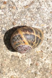 Escargot petit-gris