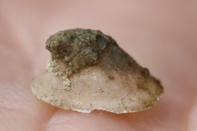 Ancylus fluviatilis