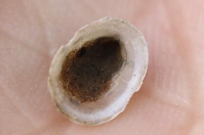 Ancylus fluviatilis