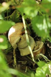 Escargot de Bourgogne