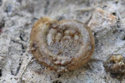 Planorbe tourbillon