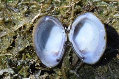 Corbicule asiatique