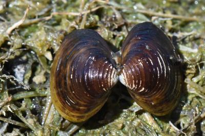 Corbicule asiatique