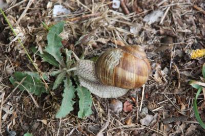 Helix pomatia