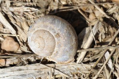 Escargot petit-gris