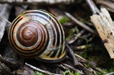 Escargot des haies