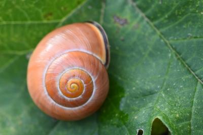 Escargot des haies