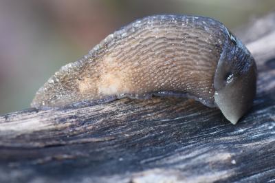 Limax cinereoniger