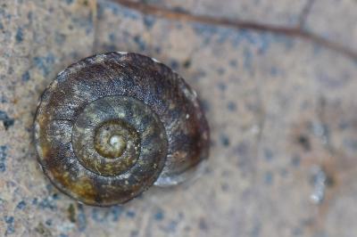 Soucoupe commune