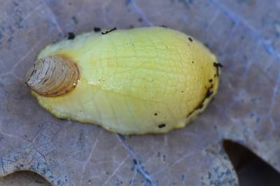 Testacella haliotidea