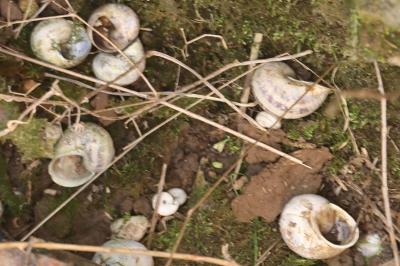 Escargot petit-gris