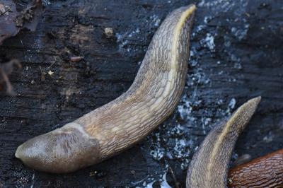 Limax cinereoniger