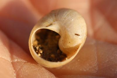 Escargot de Bourgogne