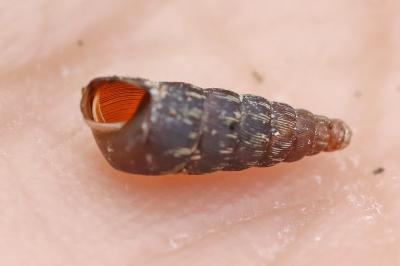 Clausilia bidentata