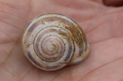 Escargot des haies