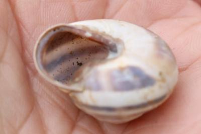 Escargot des haies