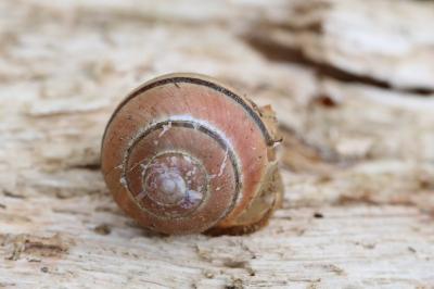 Escargot des haies