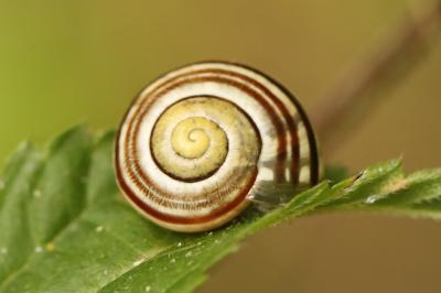 Escargot des haies