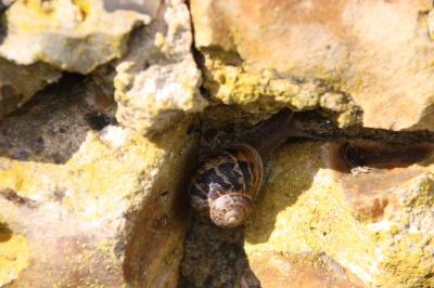 Escargot petit-gris