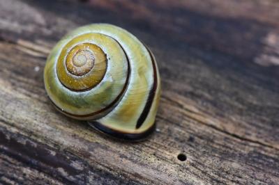 Escargot des haies