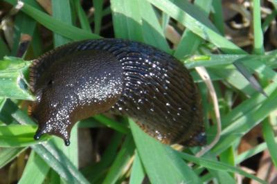 <i>Arion vulgaris</i>