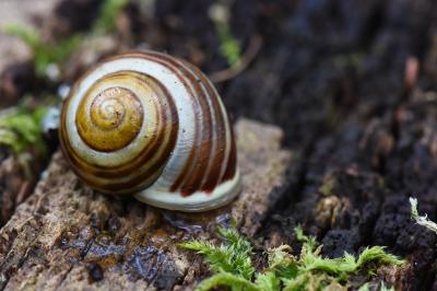 Escargot des jardins