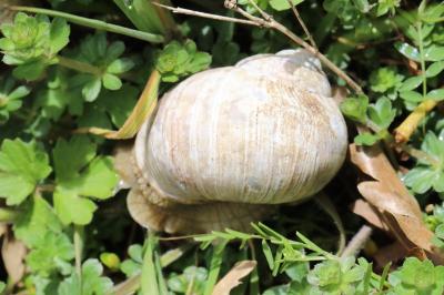 Escargot de Bourgogne
