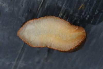 <i>Arion</i>