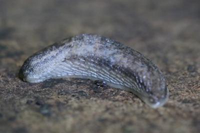 Loche grisâtre