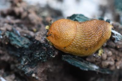 Loche roussâtre