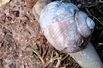 Escargot de Bourgogne