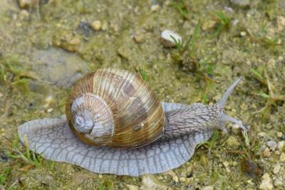 Escargot de Bourgogne