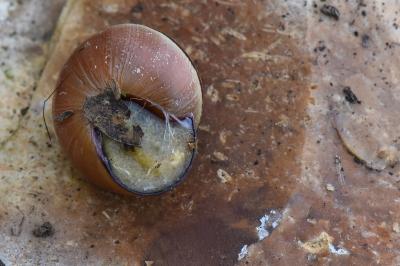 Escargot des haies