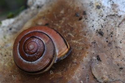 Escargot des haies
