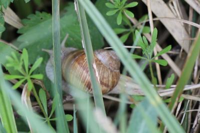 Escargot de Bourgogne