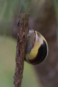 Escargot des haies