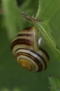 Escargot des jardins
