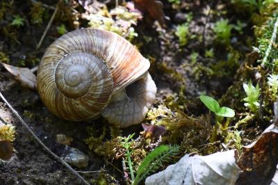 Escargot de Bourgogne