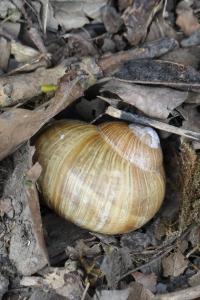 Escargot de Bourgogne