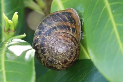 Escargot petit-gris