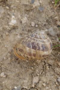 Escargot petit-gris