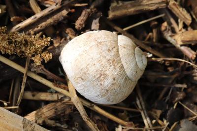 Escargot de Bourgogne