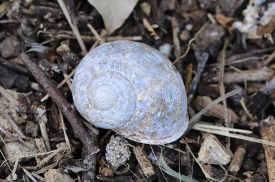 Escargot petit-gris